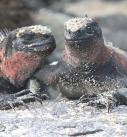 Yacht Charter Pazifik, Galapagos -  Reptilien